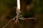 Lopsided Indiangrass